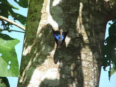 Archaeoprepona demophoon gulina