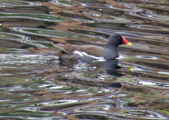 Gallinula chloropus