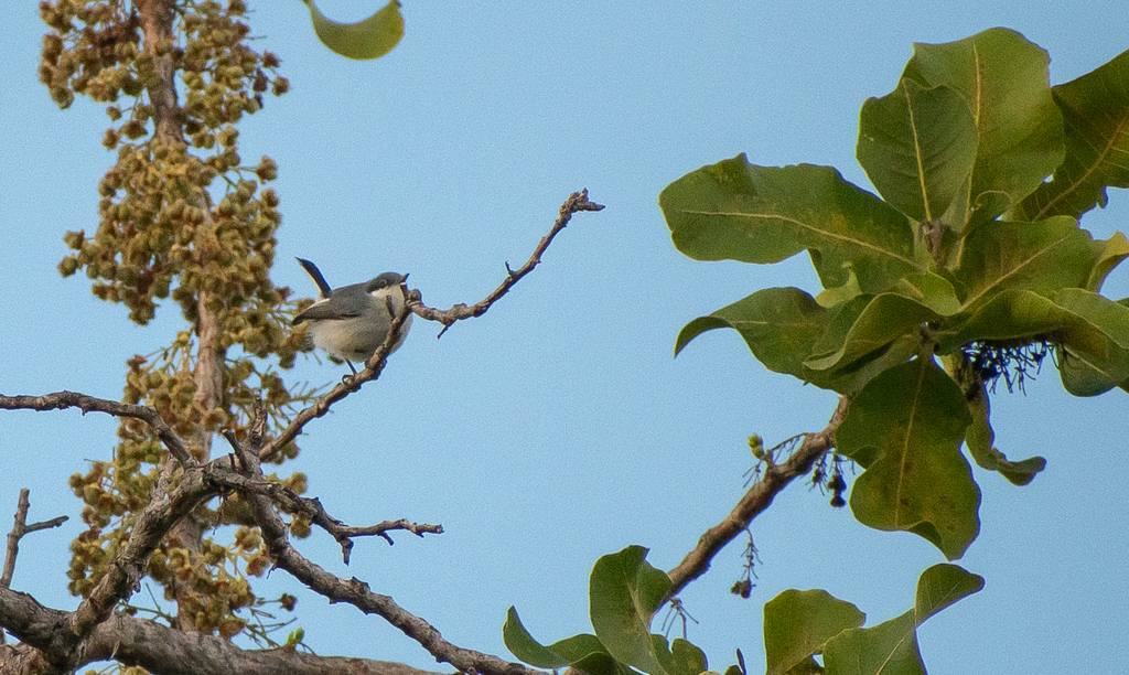 Tropical Gnatcatcher (innotata)