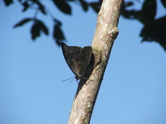 Archaeoprepona demophoon gulina