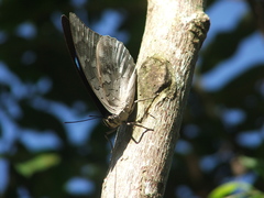 Archaeoprepona demophoon gulina
