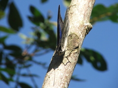 Archaeoprepona demophoon gulina