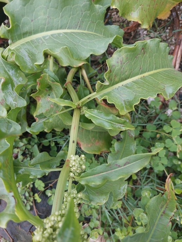 Image of Rumex japonicus by (c) 蔡麗玲, some rights reserved (CC BY)