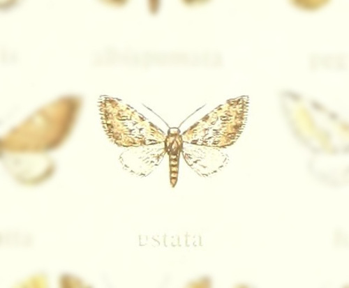 Eupithecia ustata