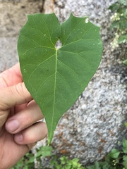 Ipomoea tastensis