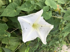 Ipomoea tastensis