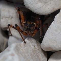 Rhynocoris punctiventris