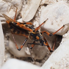 Rhynocoris punctiventris