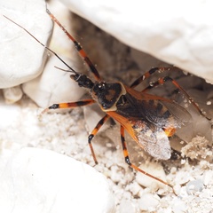 Rhynocoris punctiventris