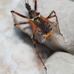 Rhynocoris punctiventris