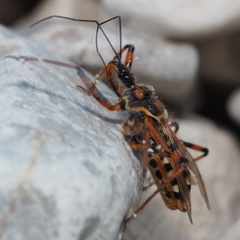 Rhynocoris punctiventris
