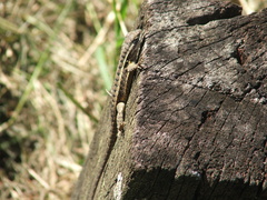 Sceloporus teapensis