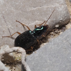 Chlaenius flavipes