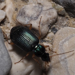 Chlaenius flavipes