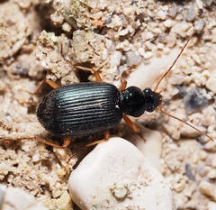 Chlaenius flavipes
