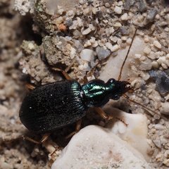 Chlaenius flavipes