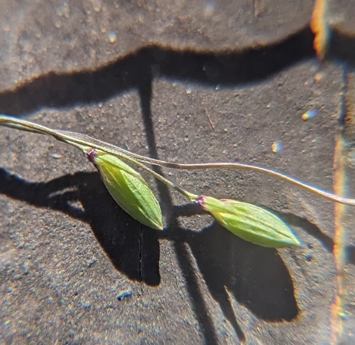 Image of Dichanthelium pedicellatum by (c) Cleveland Powell, some rights reserved (CC BY)