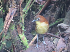 Grallaria flavotincta