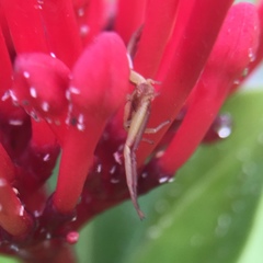 Ebrechtella pseudovatia