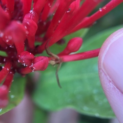 Ebrechtella pseudovatia