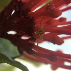 Ebrechtella pseudovatia