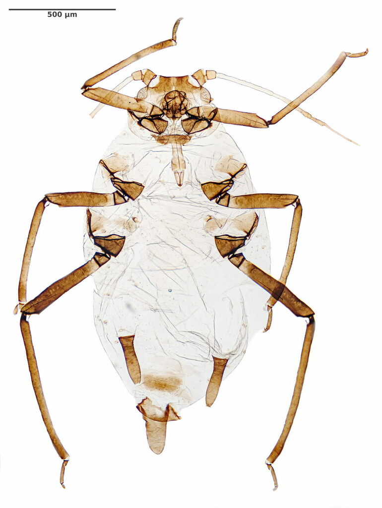 Honeysuckle Aphid