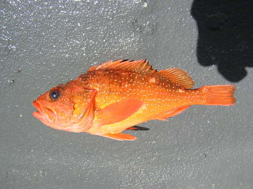 Starry rockfish (Sebastes constellatus) — Sebastidae — 3