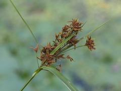 Rhynchospora corymbosa