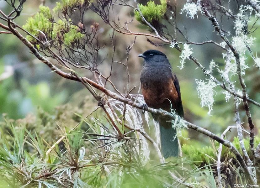 Chestnut-bellied Cotinga photo