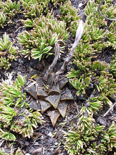 Haworthia maraisii