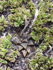 Haworthia