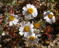 Eriophyllum wallacei rubellum