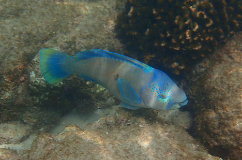 Bumphead Parrotfish