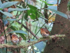 Grallaricula flavirostris