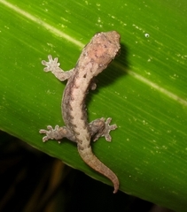 Lepidodactylus