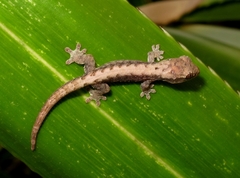 Lepidodactylus