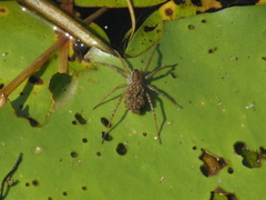Pardosa pseudoannulata