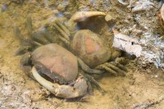 Sayamia melanodactylus