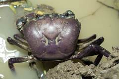 Sayamia melanodactylus