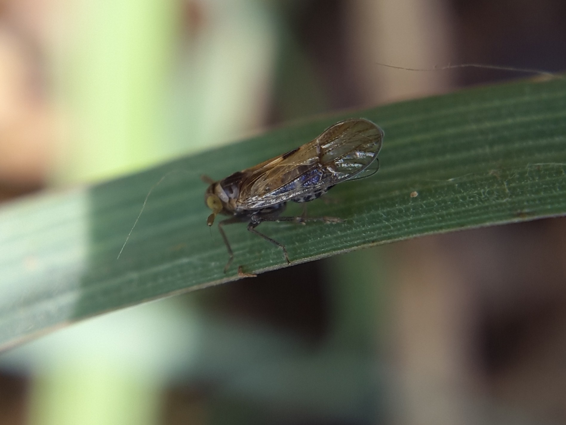 Nilaparvata lugens | Insect Vectors of Plant Disease