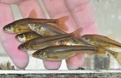 Brassy Minnow photo 1