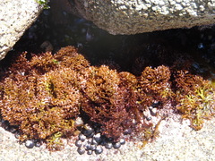 Trematocarpus dichotomus