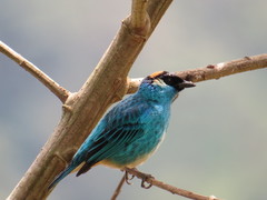 Chalcothraupis ruficervix