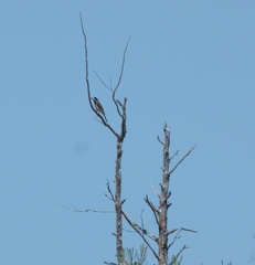 Purnella albifrons
