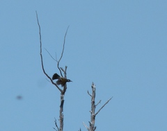 Purnella albifrons