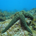 Long-armed Starfishes - Photo (c) Philippe Guillaume, some rights reserved (CC BY)