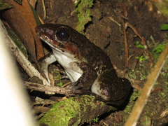 Limnonectes grunniens