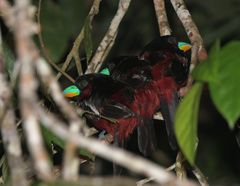 Cymbirhynchus macrorhynchos