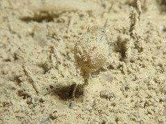 Bolteniopsis prenanti