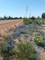 Grevillea eriostachya